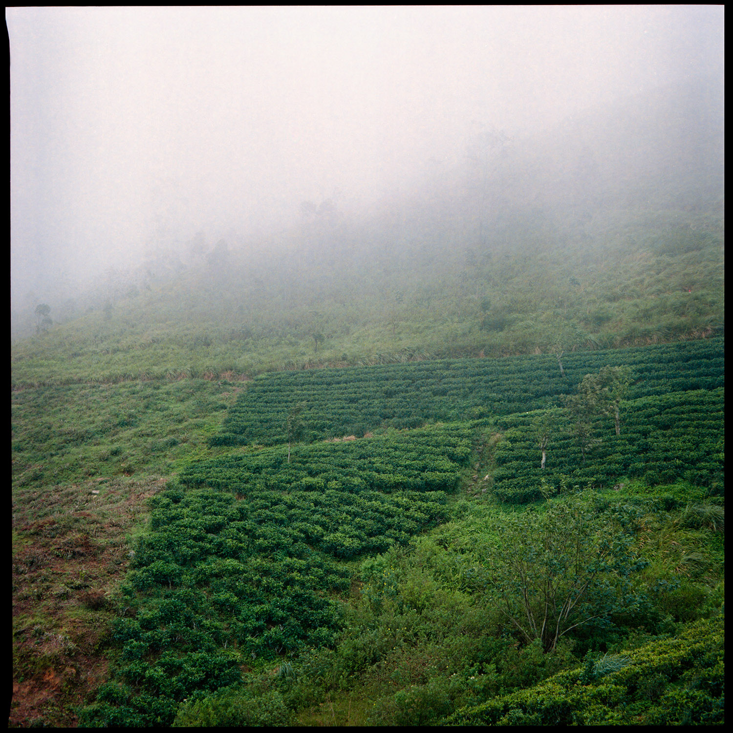 Sri Lanka Camellia Sinensis tea plantation documentary project Evergreen Teardrop Isle Grete Tvarkunaite