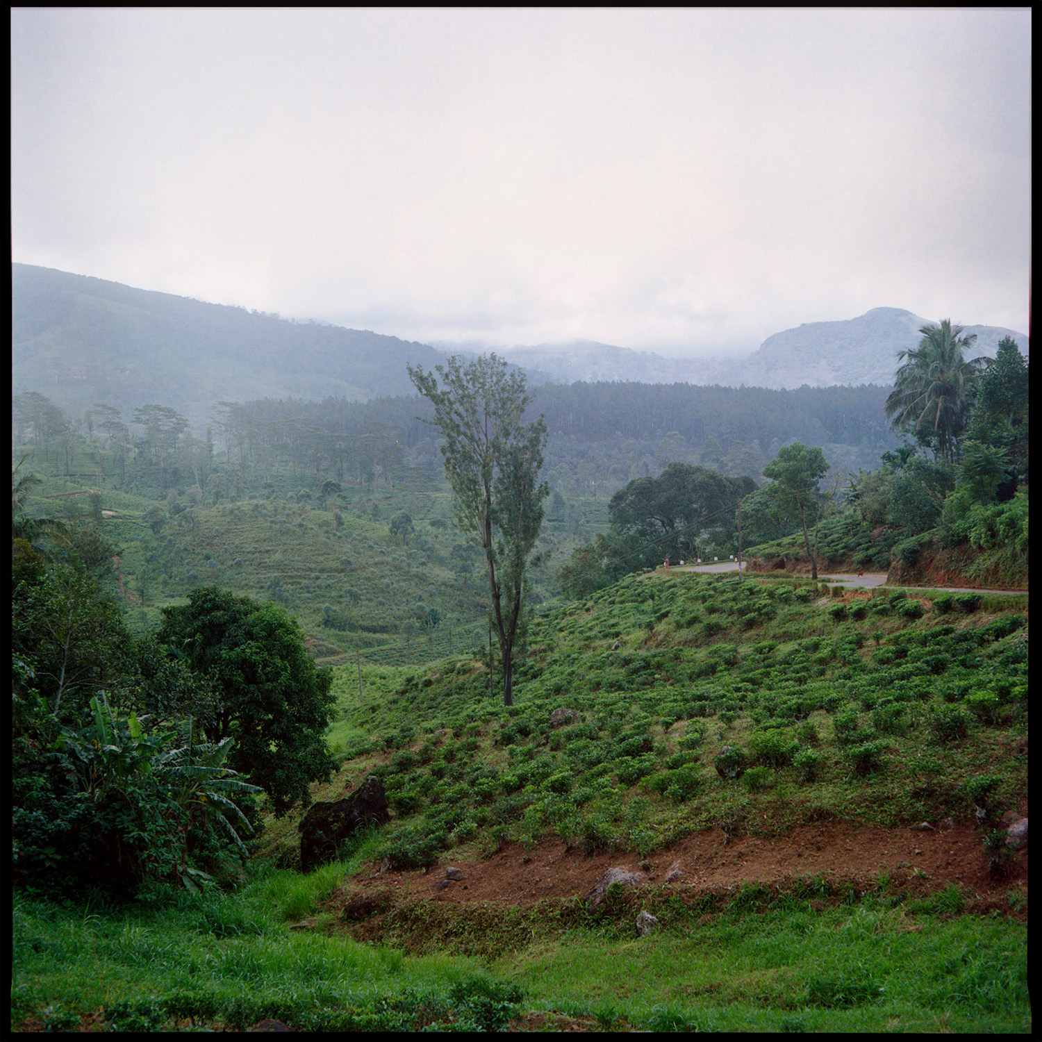 Sri Lanka Camellia Sinensis tea plantation documentary project Evergreen Teardrop Isle Grete Tvarkunaite